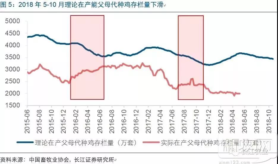 肉毛鸡价格最新行情走势分析